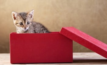 Le top 5 des cadeaux pour nos animaux