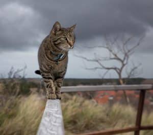 collier-chat-3